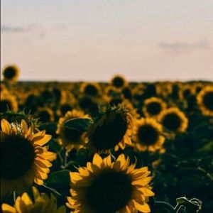 Meet your Posher, Norma